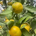 H And H بيت ضيافة 3*